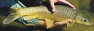 <span class="mw-page-title-main">Smallmouth yellowfish</span> Species of fish