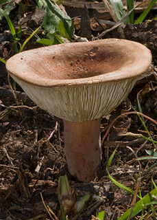 <i>Lactifluus clarkeae</i> Species of fungus