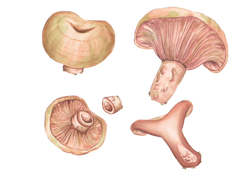 File:Lactarius sanguifluus (il·lustració científica).png