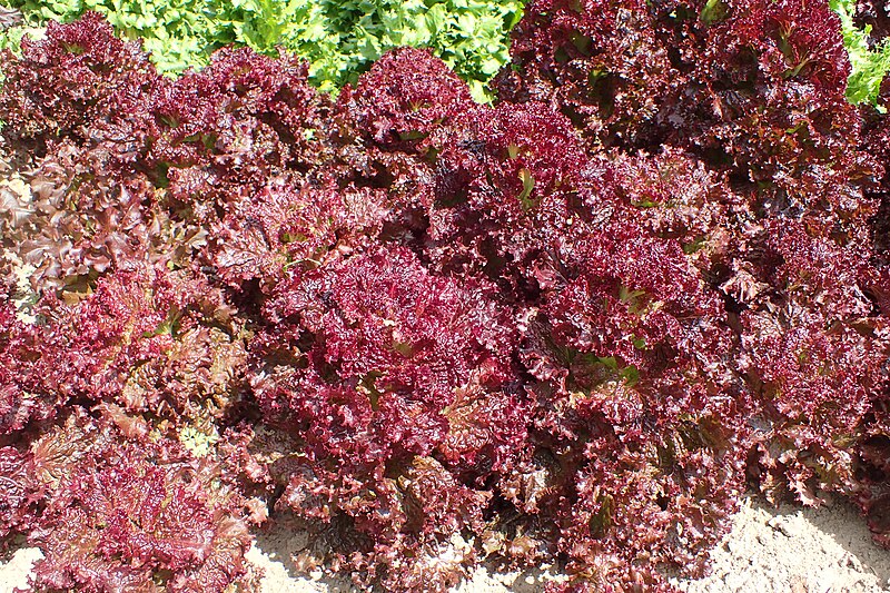 File:Lactuca sativa var. crispa 'Lollo Rosso' kz02.jpg