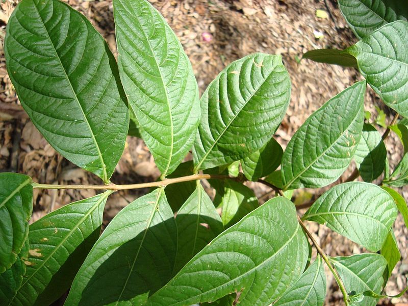 File:Lagerstoemia speciosa 11.JPG