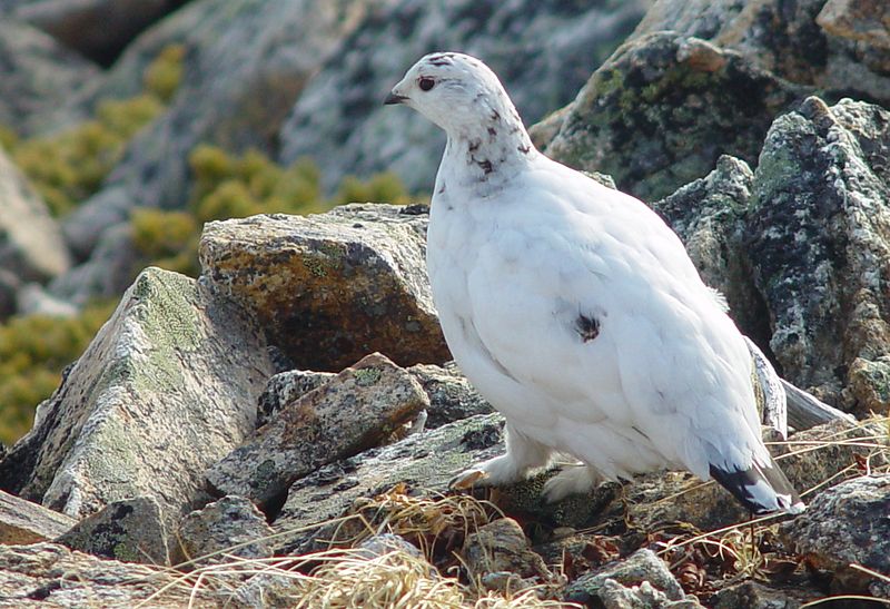 File:Lagopus muta in Mount Otensho 2003-04-27.jpg