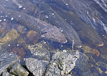 22-Year-Old Spears Giant Sturgeon on Lake Winnebago