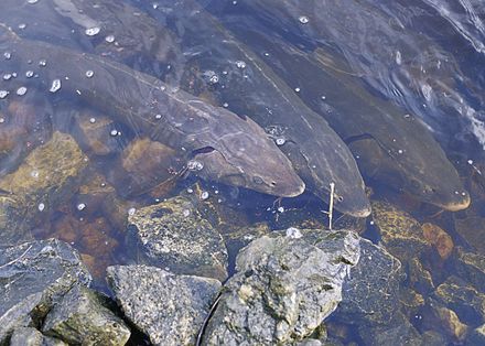 Lake sturgeon, the largest native fish in the Great Lakes and the subject of extensive commercial fishing in the 19th and 20th centuries is listed as a threatened species[61]