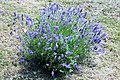 Közönséges levendula (Lavandula angustifolia)