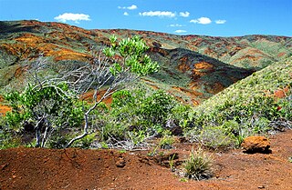 Mining maquis Type of biome in New Caledonia