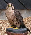 Laçin an miqesok (Falco biarmicus)