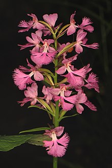 Үлкен күлгін қызыл түсті орхидея - Plantathera grandiflora, Friendsville, Мэриленд.jpg
