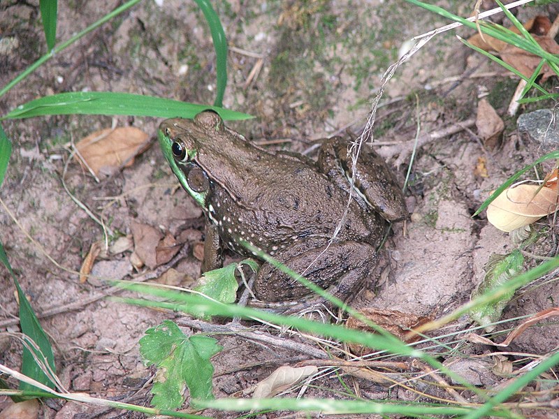 File:Large bronze frog top view.JPG