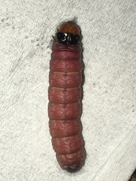 File:Larva Mudaria.jpg