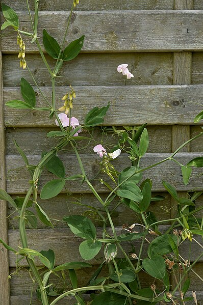 File:Lathyrus latifolius B.jpg