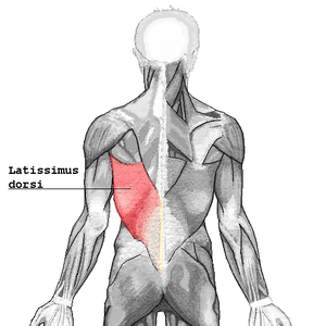 Latissimus dorsi.png