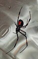 Miniatura para Latrodectus mactans