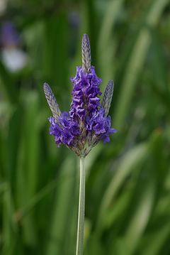 Description de l'image Lavandula multifida.jpg.