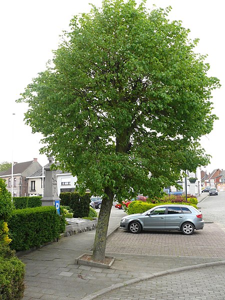 File:Lede Oordegem Oordegemdorp Vredesboom (1) - 224479 - onroerenderfgoed.jpg