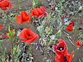 File:Legendary poppy field in Pavy 22.jpg