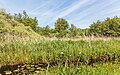 Beekdallandschap van de Lendevallei. Moerasvegetatie en biotoop.