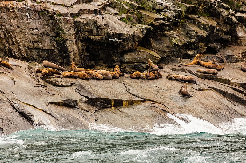 File:Leones marinos de Steller (Eumetopias jubatus), Bahía de la Resurección, Seward, Alaska, Estados Unidos, 2017-08-21, DD 22.jpg