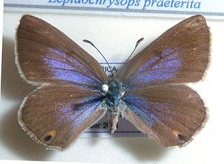 <i>Lepidochrysops praeterita</i> Species of butterfly