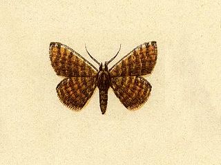 <i>Leptostales phorcaria</i> Species of moth