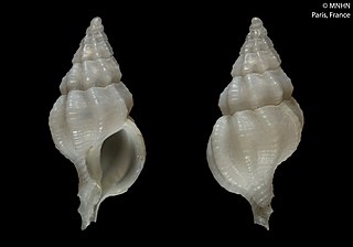 <i>Leptotrophon fusiformis</i> Species of gastropod