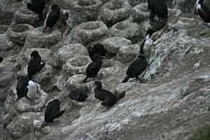 Otagos sharks (Leucocarbo chalconotus) in a breeding colony