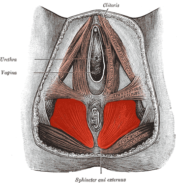 Vaginizam