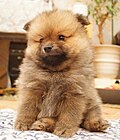 Миниатюра для Файл:Light brown puppy with very thick fur.jpg