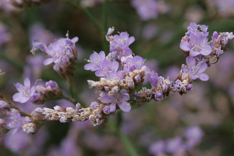 File:Limonium-gmelinii-flowers.jpg