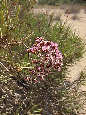 Flore De Djibouti