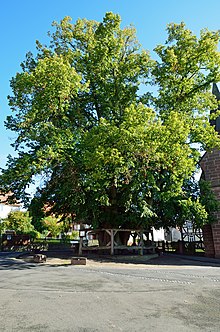 Die Himmelsberger Linde