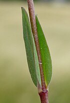 Linum catharticum2 W.jpg