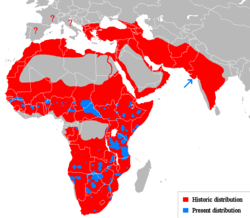 Panthera leo - Wikipedia, la enciclopedia libre