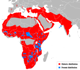 Panthera Leo: Nome y etimoloxía, Morfoloxía, Bioloxía y comportamientu