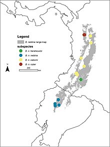 Localities of the four Olinguito subspecies in the Andes of Colombia and Ecuador - ZooKeys-324-001-g016.jpg