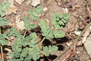 Lomatium martindalei