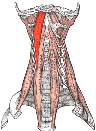 <span class="mw-page-title-main">Longus capitis muscle</span>