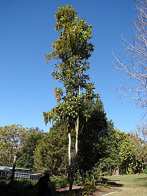 Beschrijving van de afbeelding Lophanthera lactescens 2.jpg.