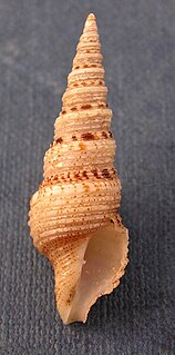 <i>Lophiotoma olangoensis</i> species of mollusc