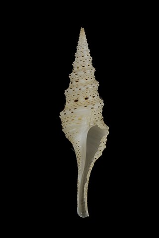 <i>Lophiotoma semfala</i> Species of gastropod