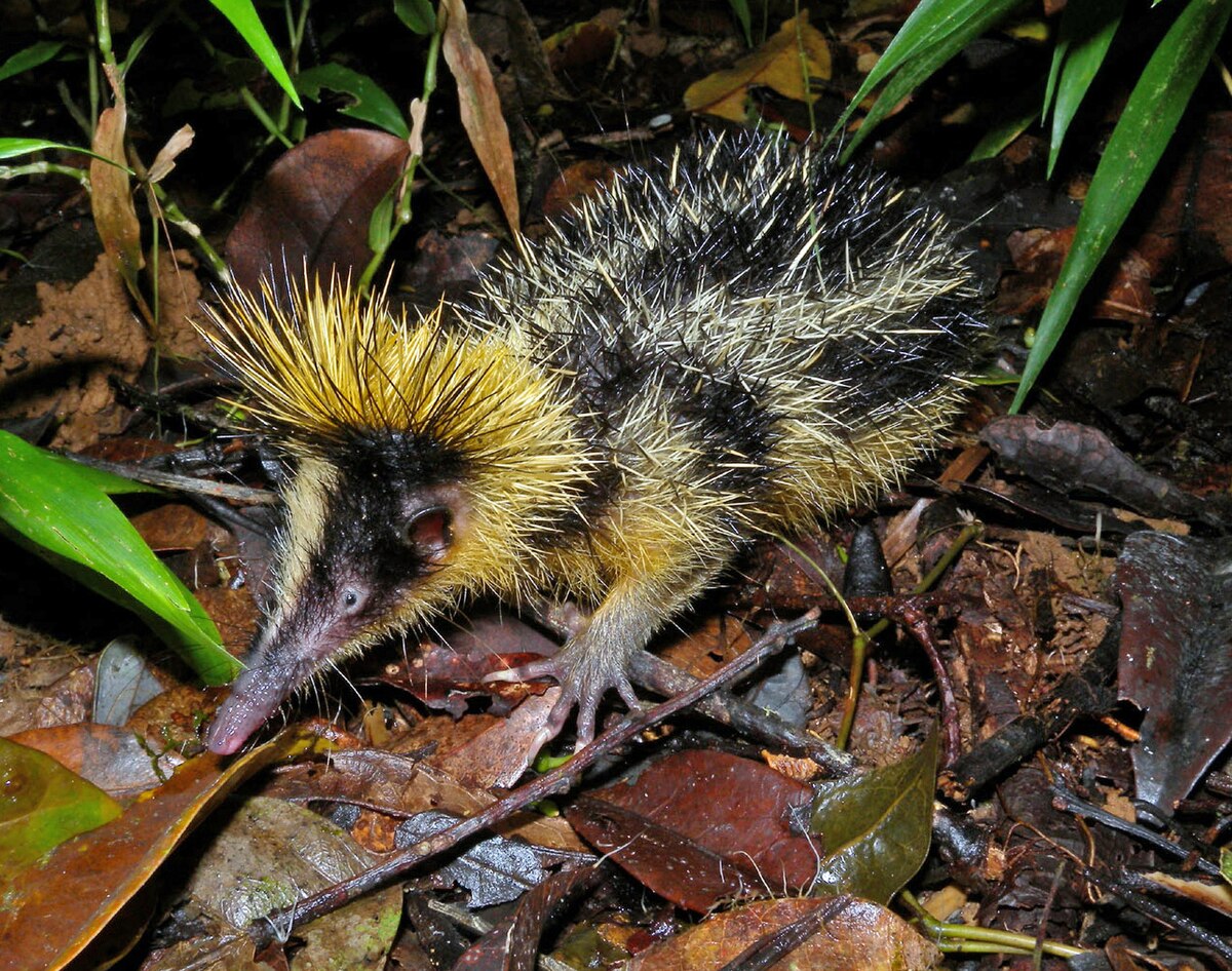 Image result for streaked tenrec