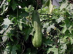 Egyptian luffa with nearly mature fruit