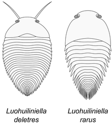 L. deletres (left) Luohuilinella.png