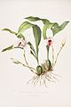 Lycaste virginalis (as syn. Maxillaria skinneri) plate 35 in: James Bateman: The Orchidaceae of Mexiko and Guatemala, (1843)
