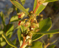 Lyonia lucida (5625833222).gif