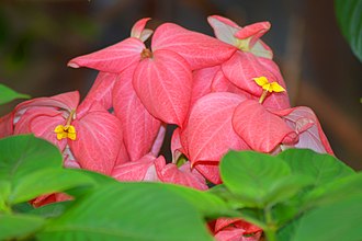 MUSSAENDA FLOWER MUSSAENDA FLOWER.jpg