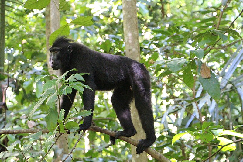 File:Macaque noir à crete de Sulawesi.JPG