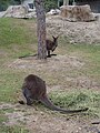 Macropus rufogriseus Wallaby de Bennett