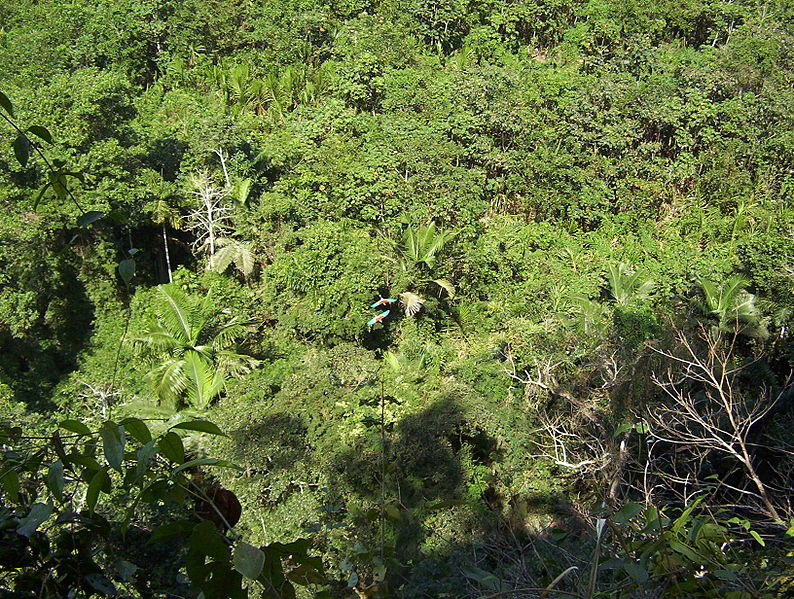 File:Madidi National Park 2006-25-7.jpg