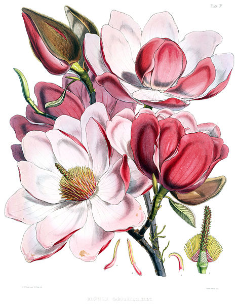 File:Magnolia campbellii flowers.jpg